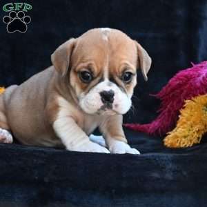 Macy, Miniature Bulldog Puppy